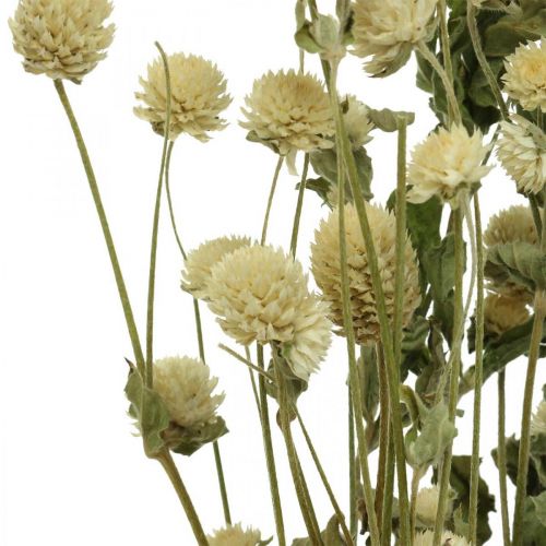 Floristik24 Tørket blomst, Globe Amaranth, Gomphrena Globosa White L49cm 45g