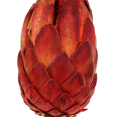 gjenstander Grandiceps rød 25 stk