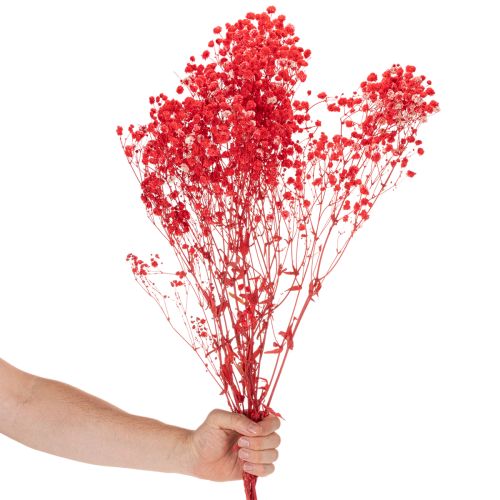 Tørket babypust (Gypsophila) bunt 75 cm 100 g | Floristik24.no