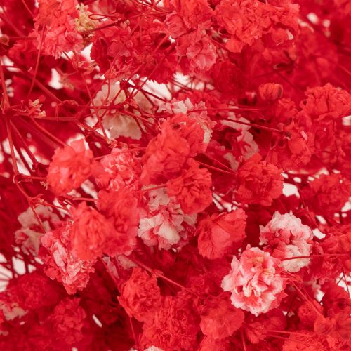 Tørket babypust (Gypsophila) bunt 75 cm 100 g | Floristik24.no