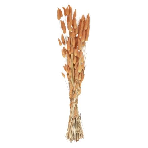 Hare&#39;s Tail Grass Lagurus Tørket aprikos 55-60cm 50g