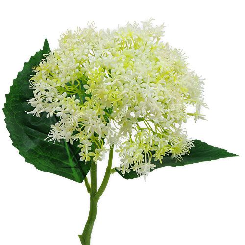 Floristik24 Eldre Hvit 42cm