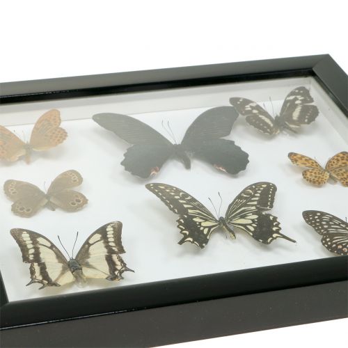 gjenstander Showcase sommerfugl 28cm x 25cm