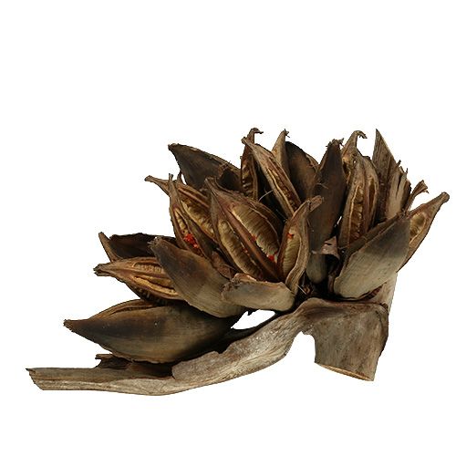 Floristik24 Tredekor Penca Sororoca Naturlig 1 stk