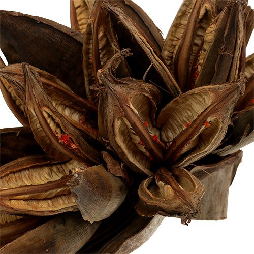 Floristik24 Tredekor Penca Sororoca Naturlig 1 stk