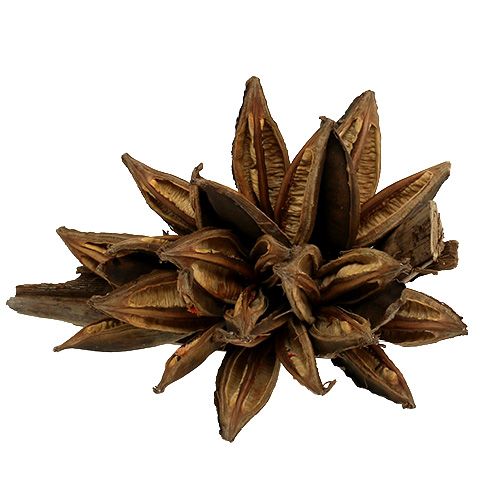 Floristik24 Tredekor Penca Sororoca Naturlig 1 stk