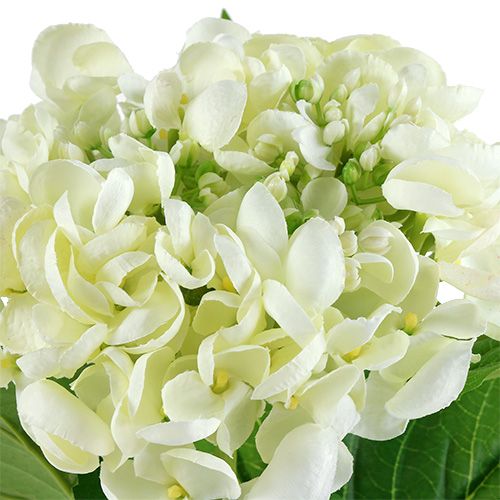 Floristik24 Hortensia 60cm hvit