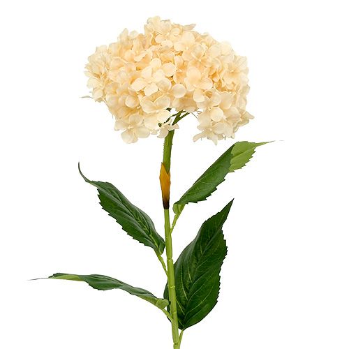 Floristik24 Hortensia krem 80cm 1st