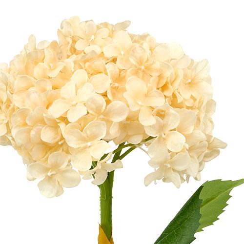 Floristik24 Hortensia krem 80cm 1st