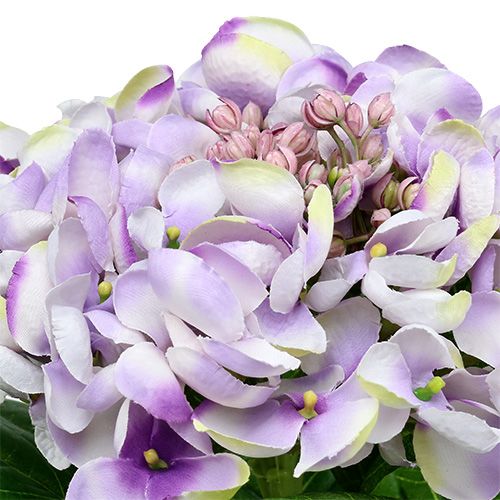 Floristik24 Hortensia lilla-hvit 60cm