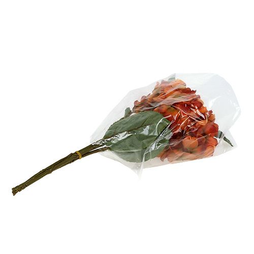 Floristik24 Hortensia appelsin 30cm 3stk