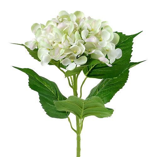 Floristik24 Hortensia hvit-grønn 60cm