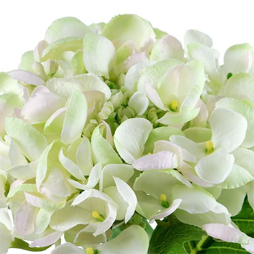 Hortensia hvit-grønn 60cm | Floristik24.no