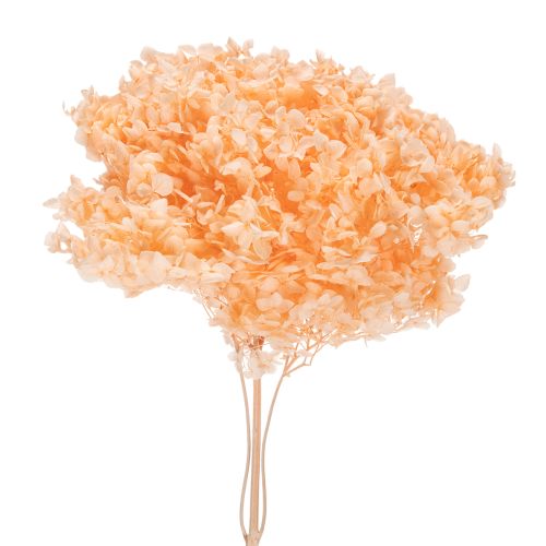 Floristik24 Tørket hortensiabukett for elegante blomsterdekorasjoner hjemme, 65 cm