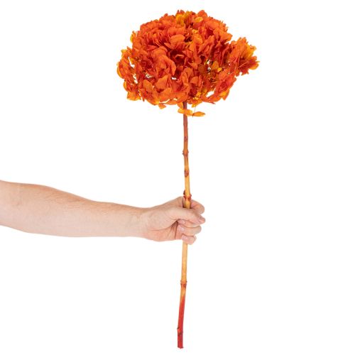 Hortensia, konservert og farget, stor blomst med lang stilk, 60 cm | Floristik24.no