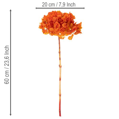 Hortensia, konservert og farget, stor blomst med lang stilk, 60 cm | Floristik24.no