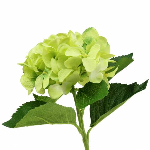 Floristik24 Hortensia grønn 54cm