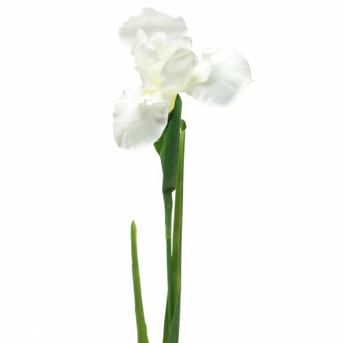 Floristik24 Iris kunstig hvit 78cm