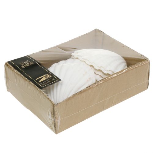 Floristik24 Kamskjell Hvit 15 stk