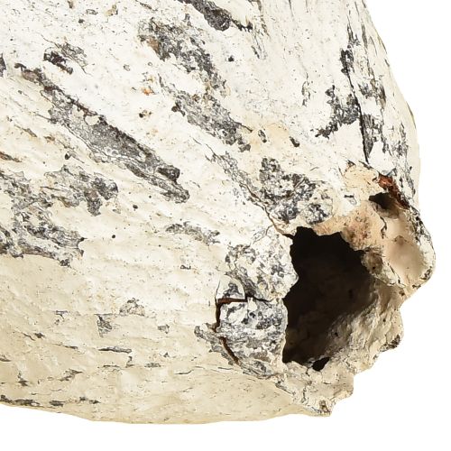 gjenstander Hvitkalkede kakaokapsler 15 stk