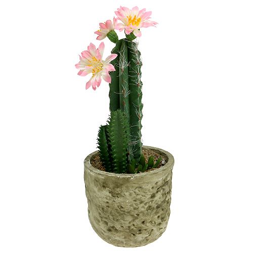 Floristik24 Kaktus i en gryte med blomsterrosa H 21cm
