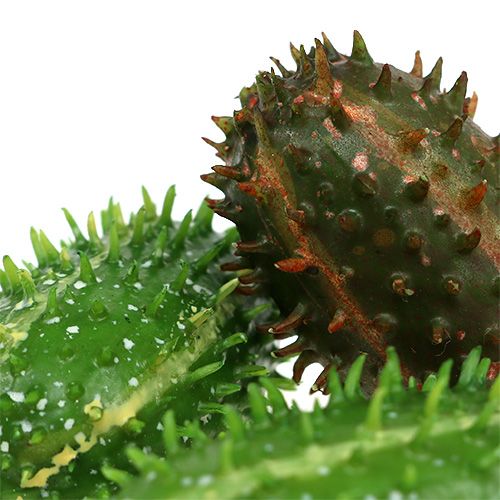 Floristik24 Prickly pear 5cm grønnbrun 6stk