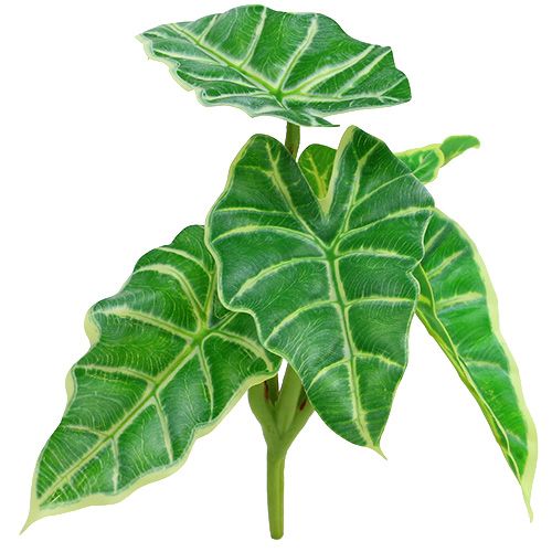 Kaladie grønn, krem 20cm