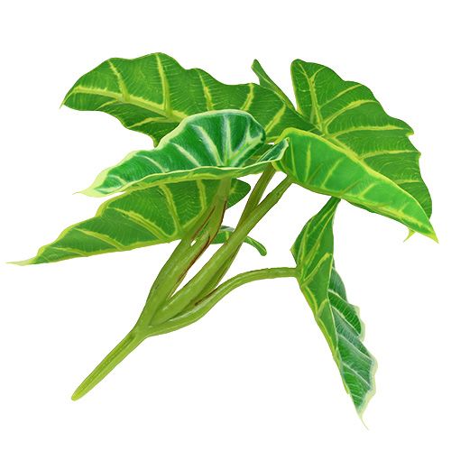 Floristik24 Kaladie grønn, krem 20cm