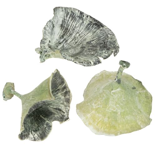 Floristik24 Kalix Sopp Grønn, Hvitvasket 100 stk