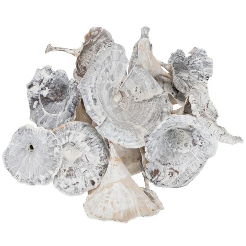 gjenstander Kalix sopp hvitvasket 100 stk