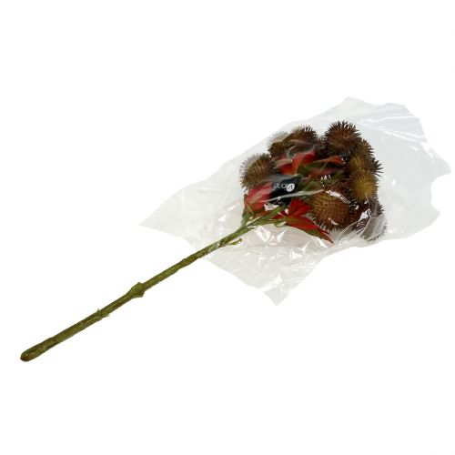 Floristik24 Kastanjeplukk brun 32cm