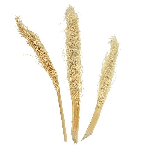 Khejur Dato bleket 50 stk.