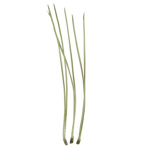 Floristik24 Furunåler grønne håndverksrekvisita Jul 50g 3stk