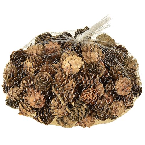 Kongler, naturlige små kongler, dekorasjon i nett 2,5-3,5 cm 300 g | Floristik24.no