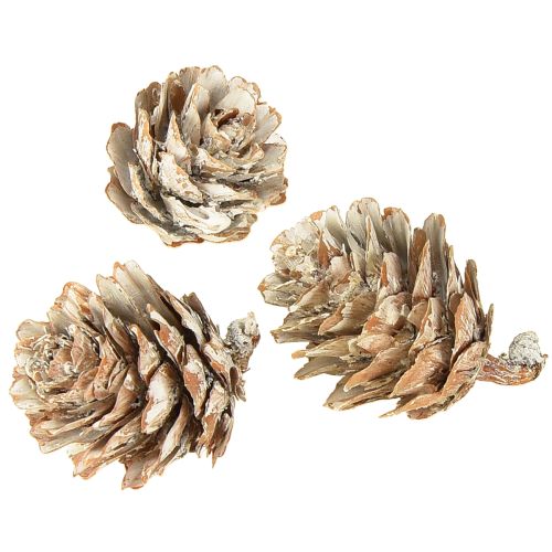 Floristik24 Hvitnede kongler, små kongler dekorert i et nett, 2,5-3,5 cm, 500 g