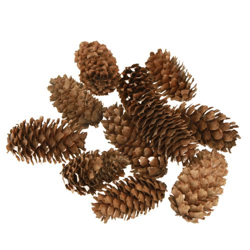 Små hemlock-kongler dekorative naturlige kongler advent 3-4 cm 100 g
