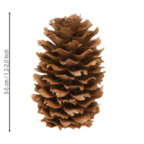 gjenstander Små hemlock-kongler dekorative naturlige kongler advent 3-4 cm 100 g