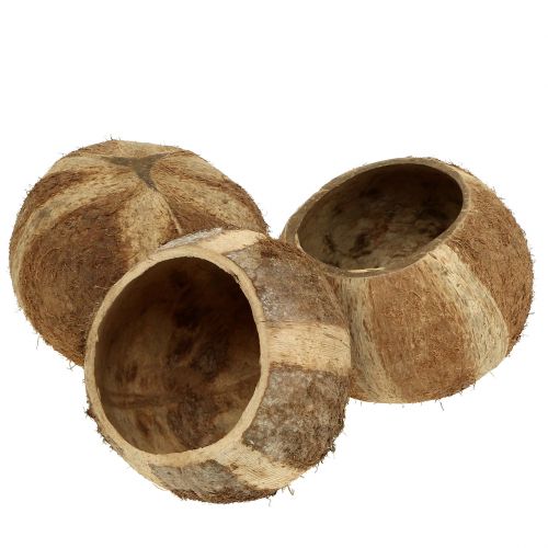 Floristik24 Kokosnøtt skall naturlig 5stk