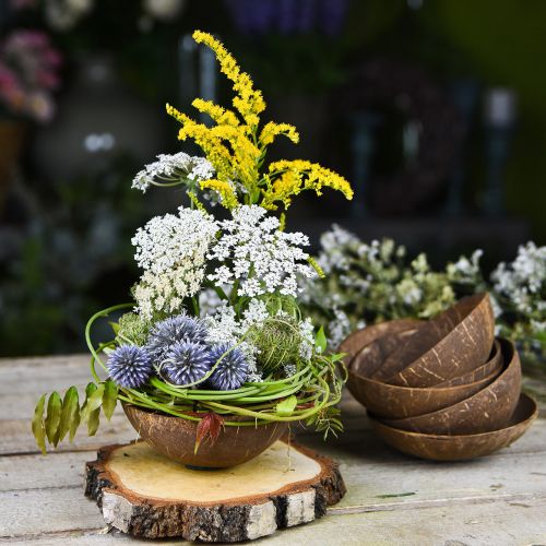 Floristik24 Kokos dekorativ bolle naturlig polert 6 stk