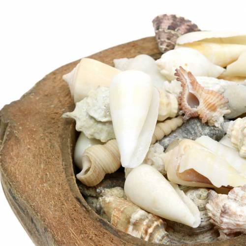 Floristik24 Sørhavsdekorasjon kokosnøtt med blåskjell 20cm 250g