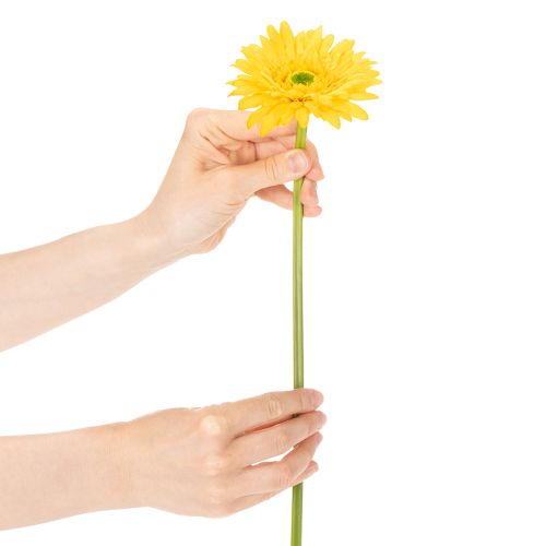 Kunstige gerberablomster, solgule, hageblomst, 47 cm, 6 stk. | Floristik24.no