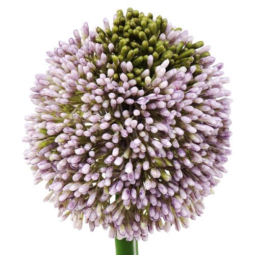 gjenstander Kunstige blomster Allium Lilla Ø10cm L65cm