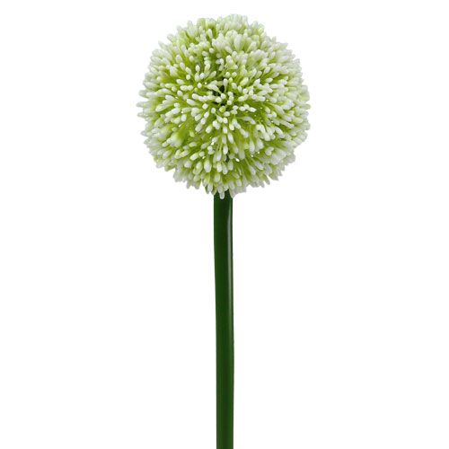 Floristik24 Kunstig Allium Hvit Ø10cm L65cm