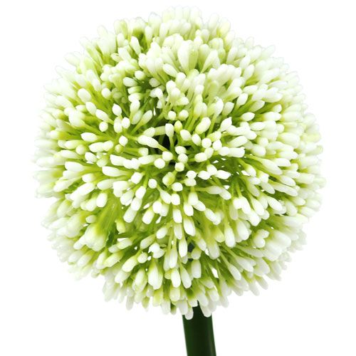 gjenstander Kunstig Allium Hvit Ø10cm L65cm