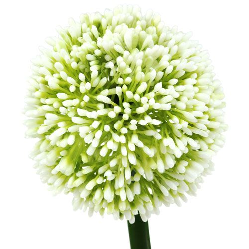 Floristik24 Kunstig Allium Hvit Ø10cm L65cm