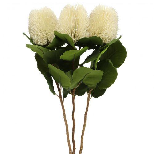Floristik24 Kunstige blomster, Banksia, Proteaceae Kremhvit L58cm H6cm 3stk