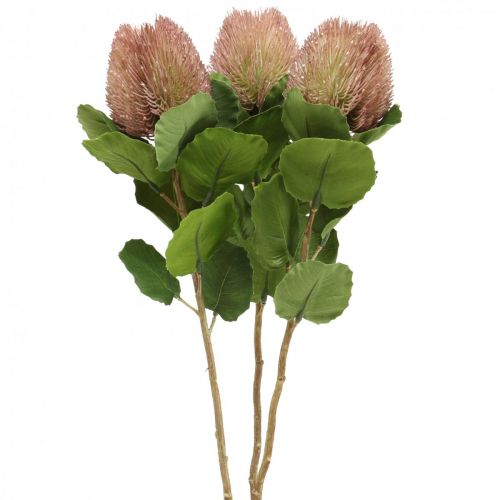 gjenstander Kunstige blomster, Banksia, Proteaceae Hvit-lilla L58cm H6cm