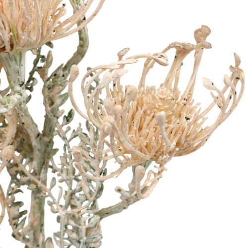 Kunstige blomster, Nåleputeblomst, Leucospermum, Proteaceae Vasket Hvit L58cm 3stk