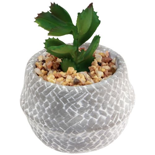 Floristik24 Kunstige planter Sukkulenter Kunstig Grønn Plante 11-14cm 3stk