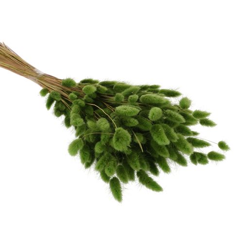 gjenstander Tørket Lagurus (Harehalegress) 65–70 cm 100 g